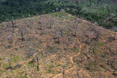 Image for EU countries seek more cuts to deforestation rules, letter shows