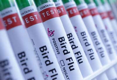 Image for Netherlands to cull 71,000 chickens after bird flu detection