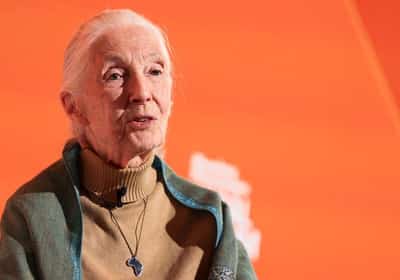 Image for Wildlife advocate and primate expert Jane Goodall dies at 91